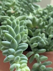 Hanging Succulent Plants-donkey-tail