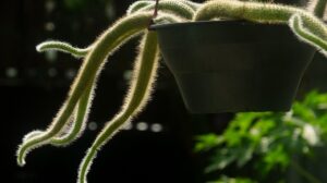 Hanging Succulent Plants-monkey-tail