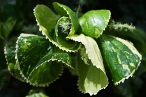 Copper Leaf Plant Propagation-a-copper-leaf-plant