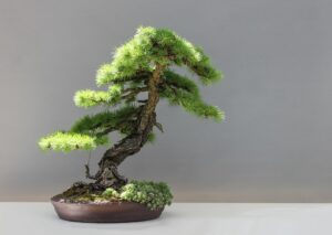 Golden Larch Bonsai-a-bonsai-plant