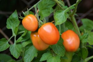 How To Make Tomatoes Grow Faster-tomatoes-growing-on-a vine