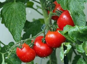 Asprin On Vegetable Plants-tomatoes