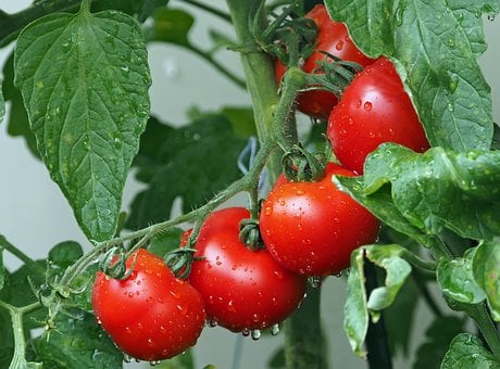 How To Overwinter Tomato Plants-a-tomato-plant