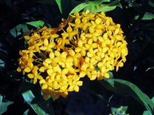 Small Tropical Garden Ideas-ixora-dwarf-yellow