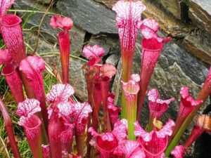 Plant Eating Insects-purplee-pitcher-plant