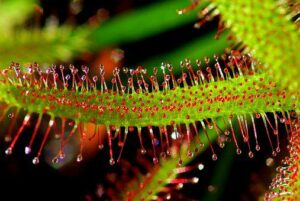 Plant Eating Insects-sundew-plant