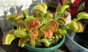 Plant Eating Insects-venus flytrap