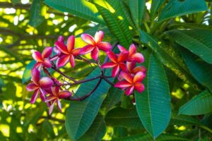 Small Tropical Garden Ideas-frangipani-flowers