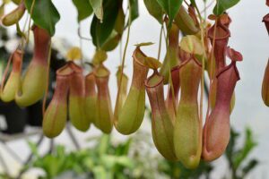 Plant Eating Insects-tropica-pitcher-plant