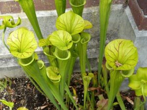 Plant Eating Insects-yellow-pitcher-plant