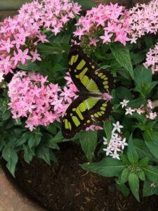 Growing Pentas In Pots-butterfly-on-pentas