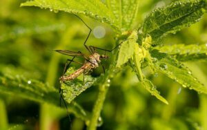 How To Get Rid Mosquitoes In Your Yard-mosquitoes