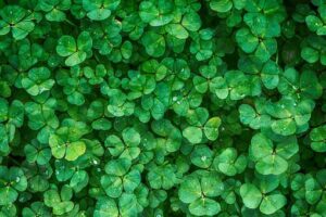 Why A Plant Does Not Bloom-a-clover-plant
