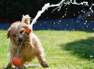 When Is The Best Time To Water Your Lawn-a-dog-having-fun