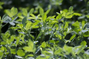 Plants That Add Nitrogen To Soil-alfalfa