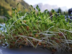 Plants That Adds Nitrogen To Soil-lentils-sprouting