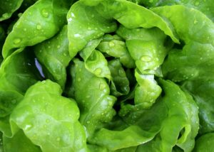 What To Do In My Winter Garden In South Florida-lettuce