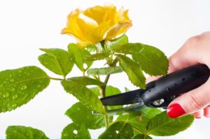 How To Avoid Pruning Mistakes-pruning-a-rose-flowers