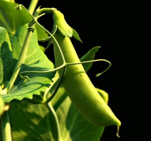 Plants That Add Nitrogen To Soil-sweet-peas