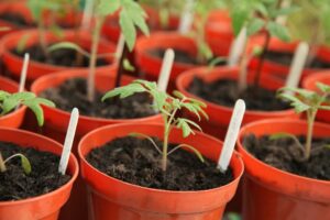How To Grow Tomatoes Indoors-tomato-seedlings