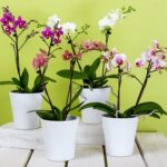 House Plants That Cleans Molds From YOur Home's Air In South Florida-orchid-plants