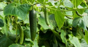 How To Grow Cucumbers In A Garden-cucumbers growing