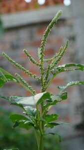 Plants That Cause Fall Allergies-spiny-pigweed