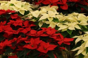 The Growth And Care Of Poinsettias-red-and-yellow-poinsettias