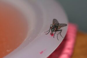 How To Keep Flies Out Of YOur House-a-house-fly