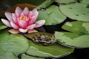 How To Create A Mini Garden Pond-a-frog-resting-on-a-yellow-water lily