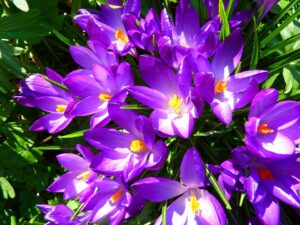 Spring Flower Bulbs-crocus-flower-bloom