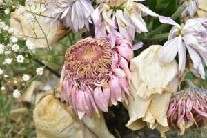 Common Garden Mistakes-dead-flower-petals