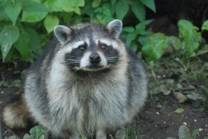 How To Keep Raccoons out Of Your Garden-a-raccoon