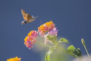 How To Grow Lantanas In Pots-hummingbird-hawkmoth
