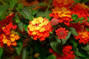 How To Grow Lantanas In Pots-lantanas-flowers