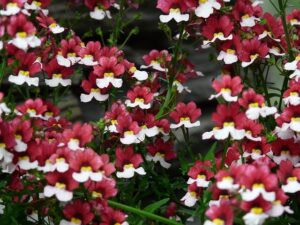 How To Care For Nemesia Flowering Plants-flowering-plants