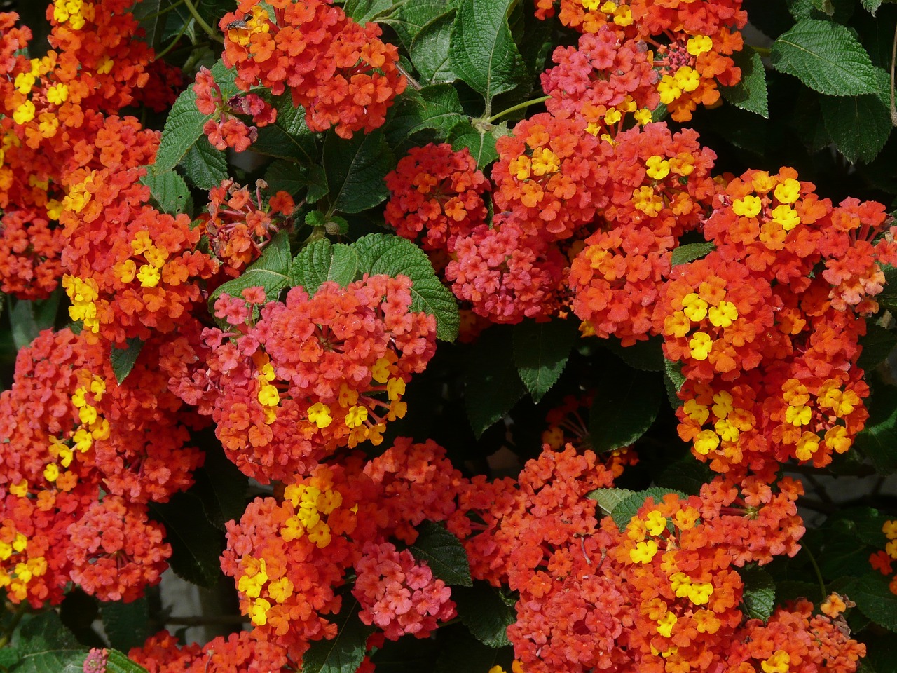 Flowers That Bloom Year Round In South Florida-lantana-flowering-plant