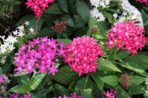 How To Grow Pentas Indoors-penta-flowers