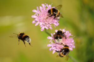 How To Plant A Pollinator Garden With Kids-bees-collecting pollen