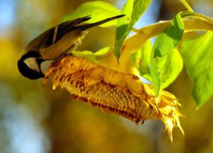 How To Attrcat Birds To Your Garden-bird-eating-sun-flower-seeds