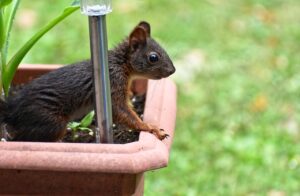 How To Keep Squirrels Out Of Potted Plants-a-squirrel