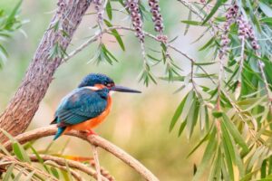 How To Attrcat Native Birds To Your Garden-Kingfisher