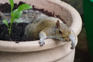 How To Protect Potted Plants From Squirrels-a-squirrel-in-container