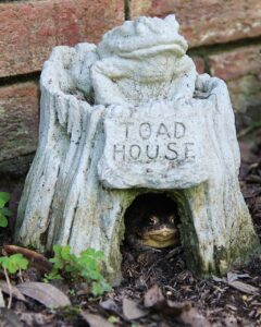 How To Make A Tod House For The Garden-a toad-in-a-toad-house