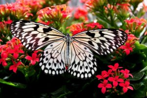 How To Encourage Wildlife Into Your Garden-a-butterfly-resting