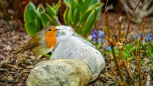 How To Encourage Wildlife Into Your Garden-a-bird-resting