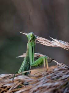 How To Attract Beneficial Insects To Your Fall Garden-praying-mantis