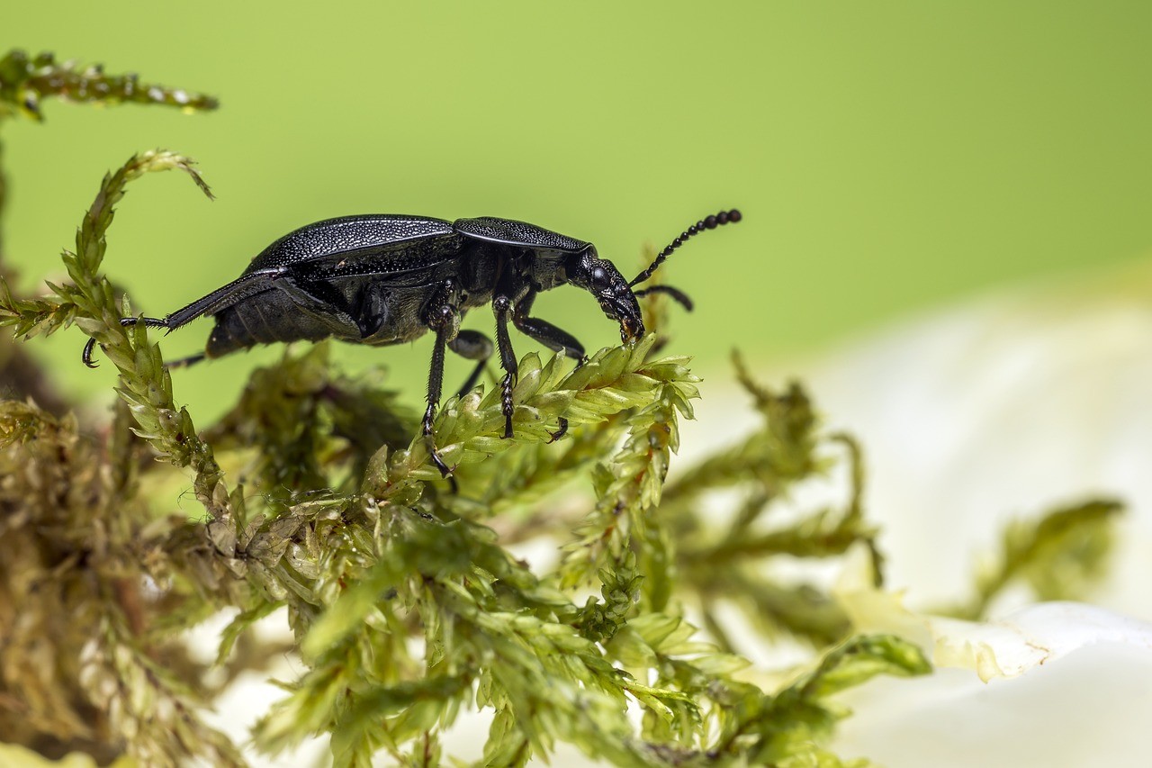 Beneficial Insects That Are Active In Fall-ground-beetle-beneficial-insect