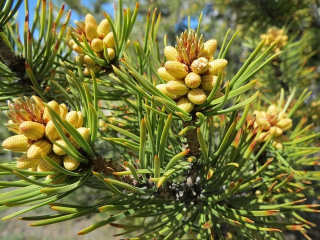 Pine Sawfly Control-a-pine-tree