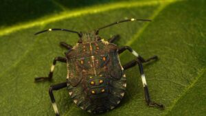 How To Get Rid of Stink Bug In The Garden-a-stink-bug